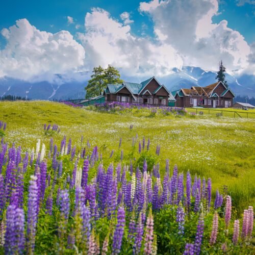 Wildflower lupins meadows in Gulmarg during summer with alpine cottages and the Pir Panjal mountains in Kashmir.