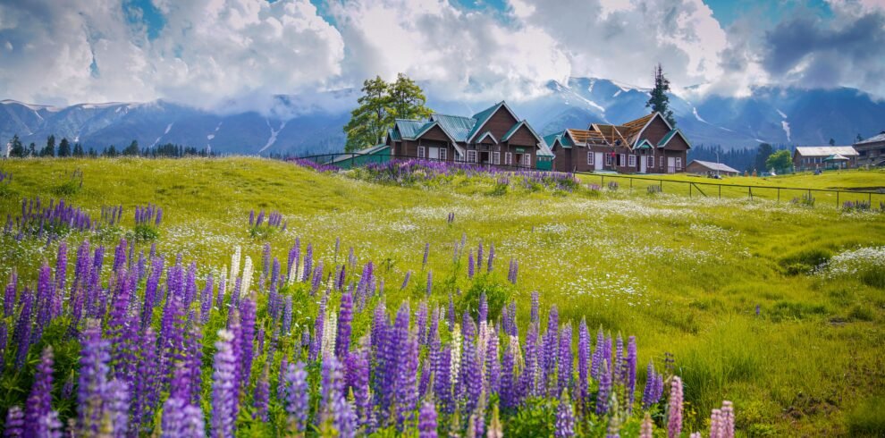 Wildflower lupins meadows in Gulmarg during summer with alpine cottages and the Pir Panjal mountains in Kashmir.