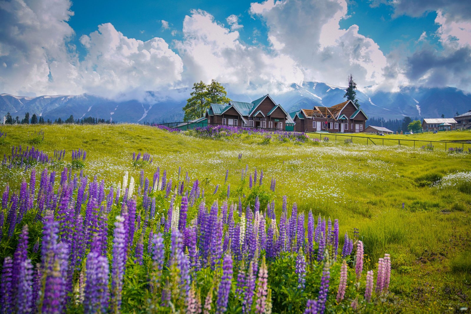Wildflower lupins meadows in Gulmarg during summer with alpine cottages and the Pir Panjal mountains in Kashmir.