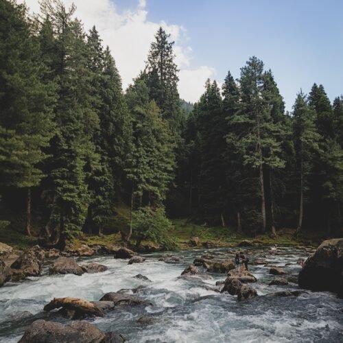 Glacier-fed Lidder River flowing through pine forests in Pahalgam, Kashmir.